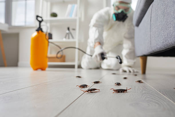 Affordable Termite Control solutions in Jackson, AL